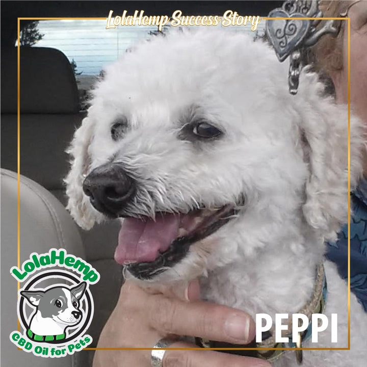 white mini poodle peppi smiling with mouth open