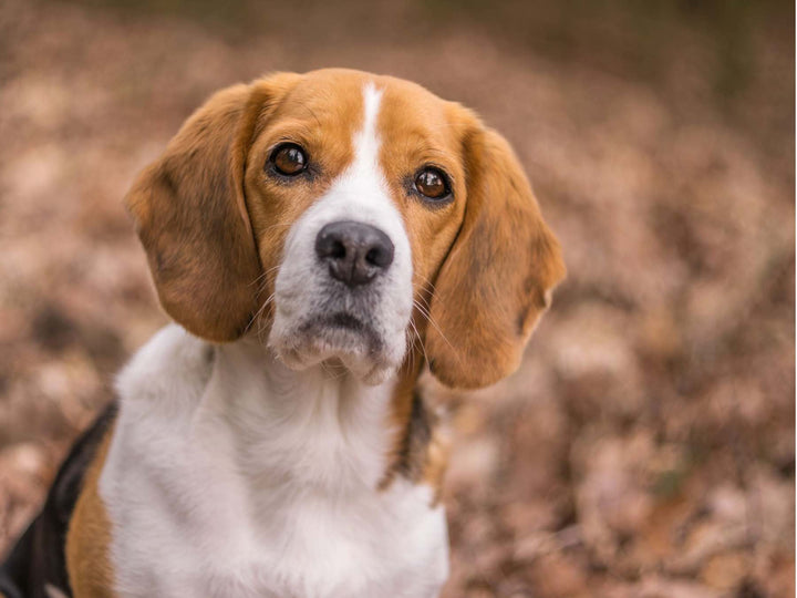 beagle looking at camera
