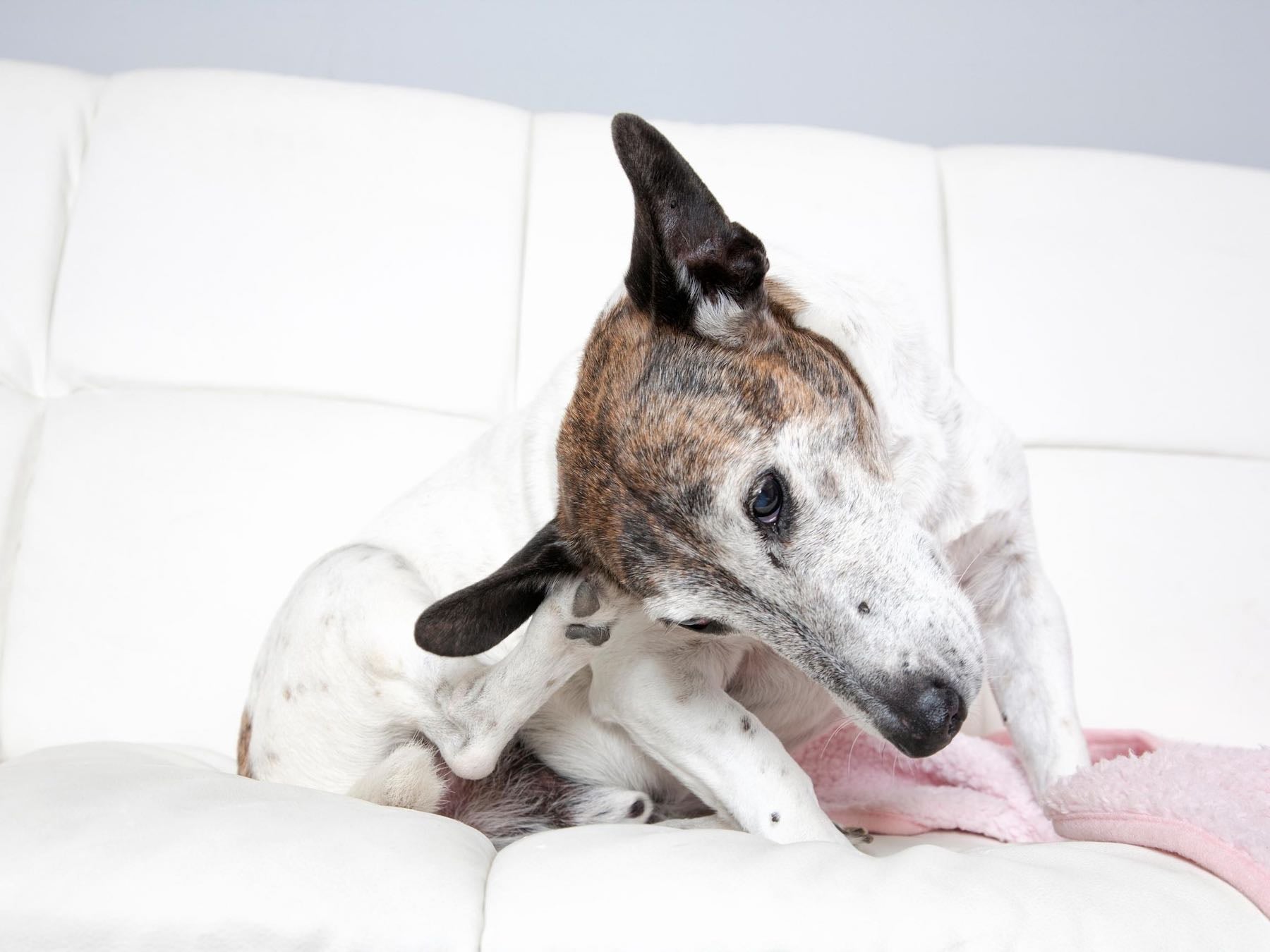 itchy dog scratching his ear