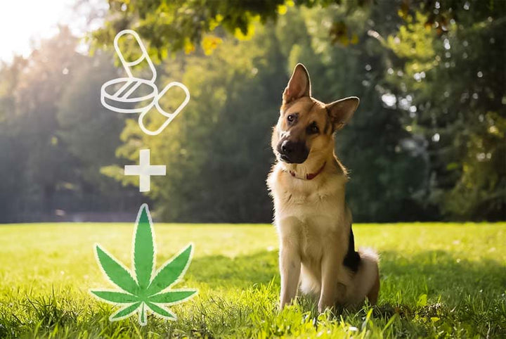 german shepherd sitting in a field of grass with head tilted to the right