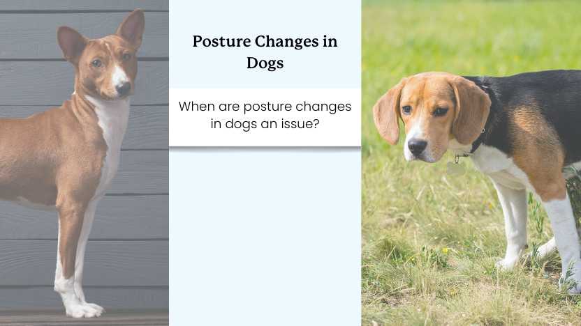 this image shows two dogs with different postures and text that says "posture changes in dogs"