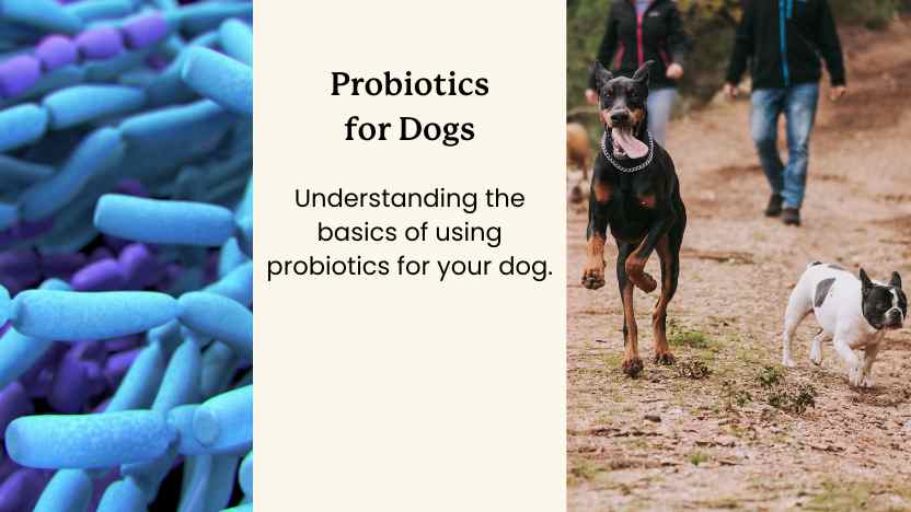 Probiotics for Dogs: What You Need to Know