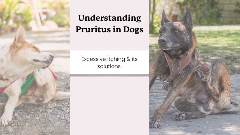 two scratching dogs and text that says "understanding pruritus in dogs"