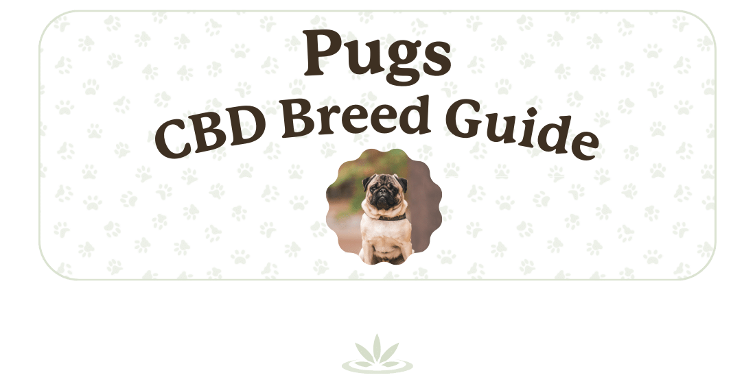 Is CBD Beneficial to Pugs?