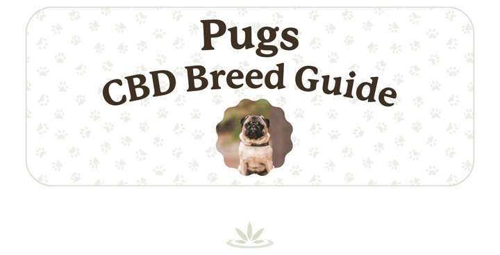 Pug CBD Breed Guide