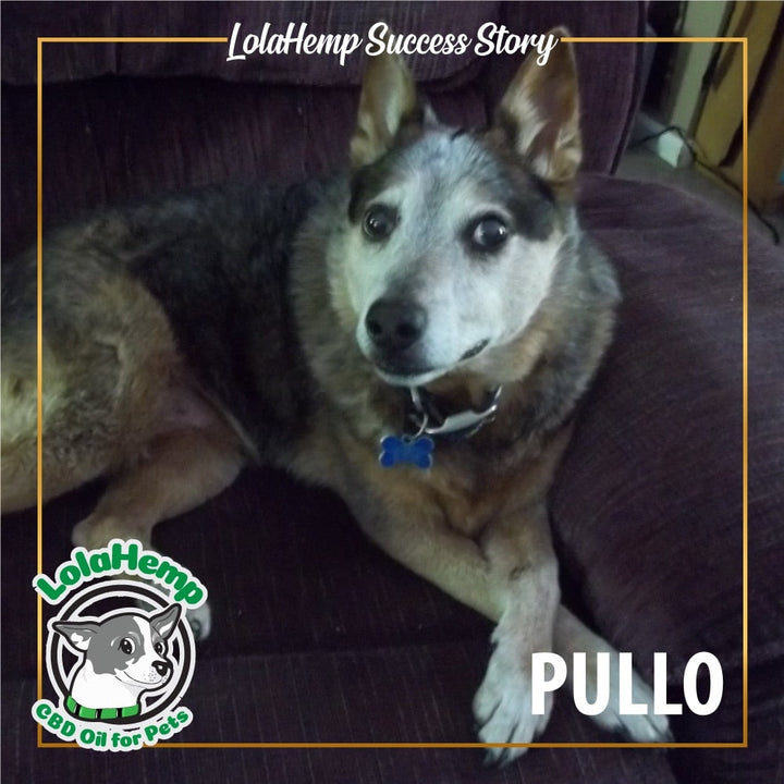 Pullo the brown and white dog sitting with paws crossed