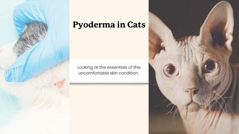 two images of cats vulnerable to pyoderma and text that reads "pyoderma in cats"