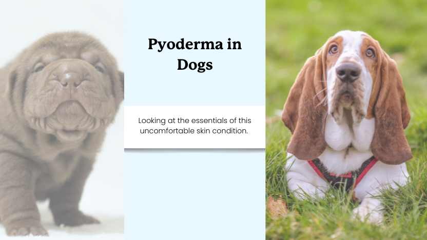 Two images of dogs with skin folds that commonly get pyoderma and text that says "pyoderma in dogs."