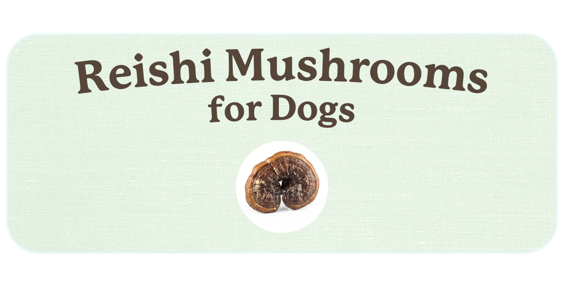 Reishi Mushroom for Dogs
