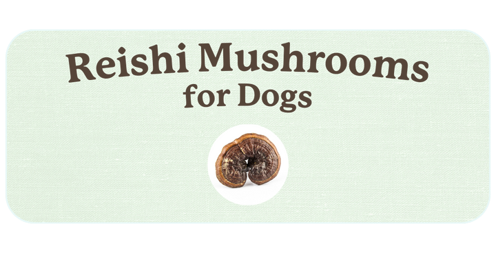 Reishi Mushroom for Dogs