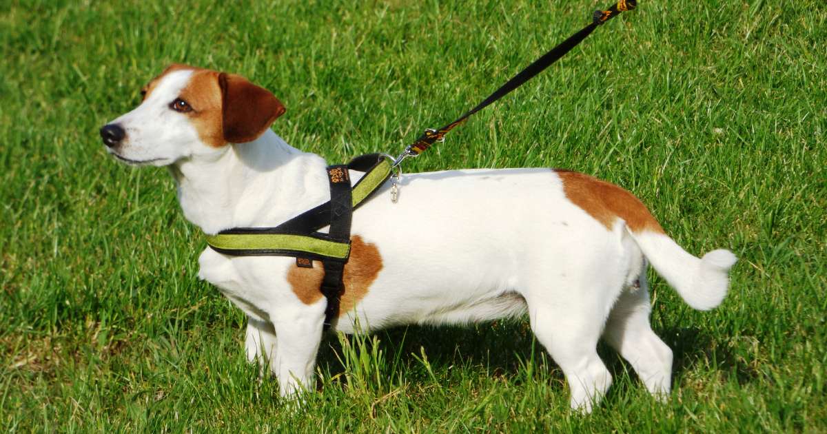 rescue dog on a leash in the park