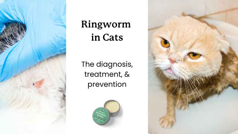 Image for ringworm on cats guide - two pictures of cats with ringworm or being treated