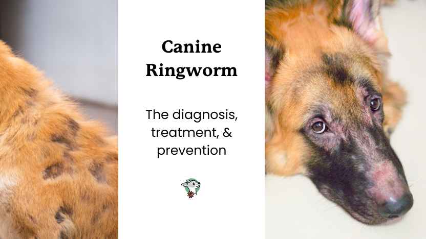 photo of ringworm on dogs