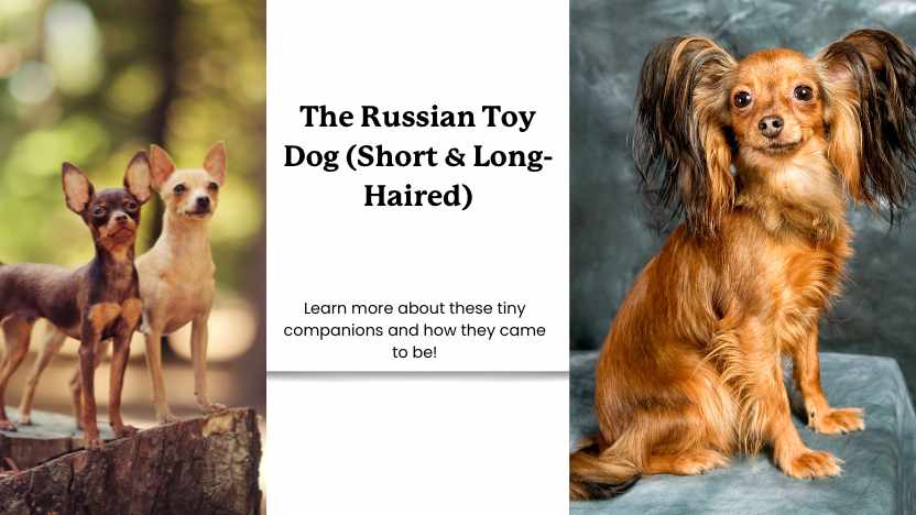 This image shows a couple of short haired russian toys and a long-haired russian toy with text that reads "the russian toy dog (short & long haired)