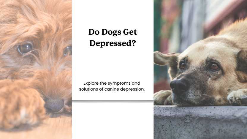 two very sad dogs with text that says "do dogs get depressed?" 