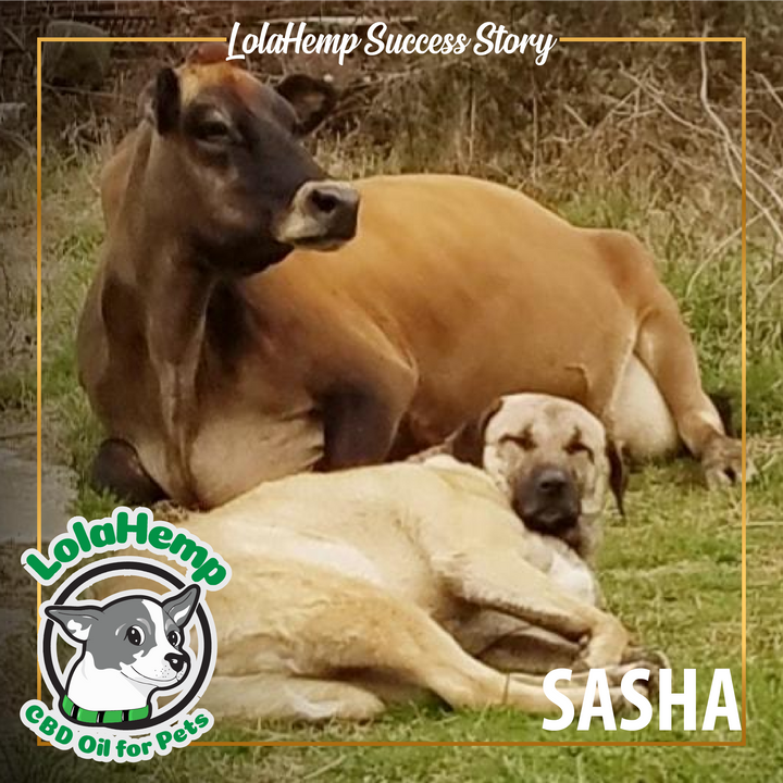 Success Story: Sasha the Hardworking Anatolian Shepherd