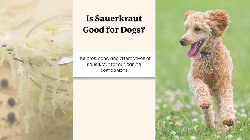 image of sauerkraut and a dog with text that says "is sauerkraut good for dogs"