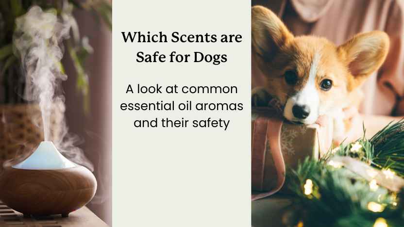 image of an essential oil diffuser and a dog.