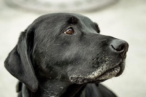 black lab portrait image