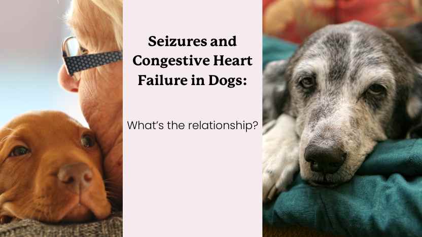 Two dogs and text that says "seizures and congestive heart failure in dogs"