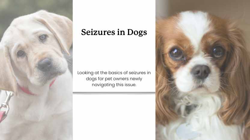 a labrador and king charles spaniel with text that says "seizures in dogs"