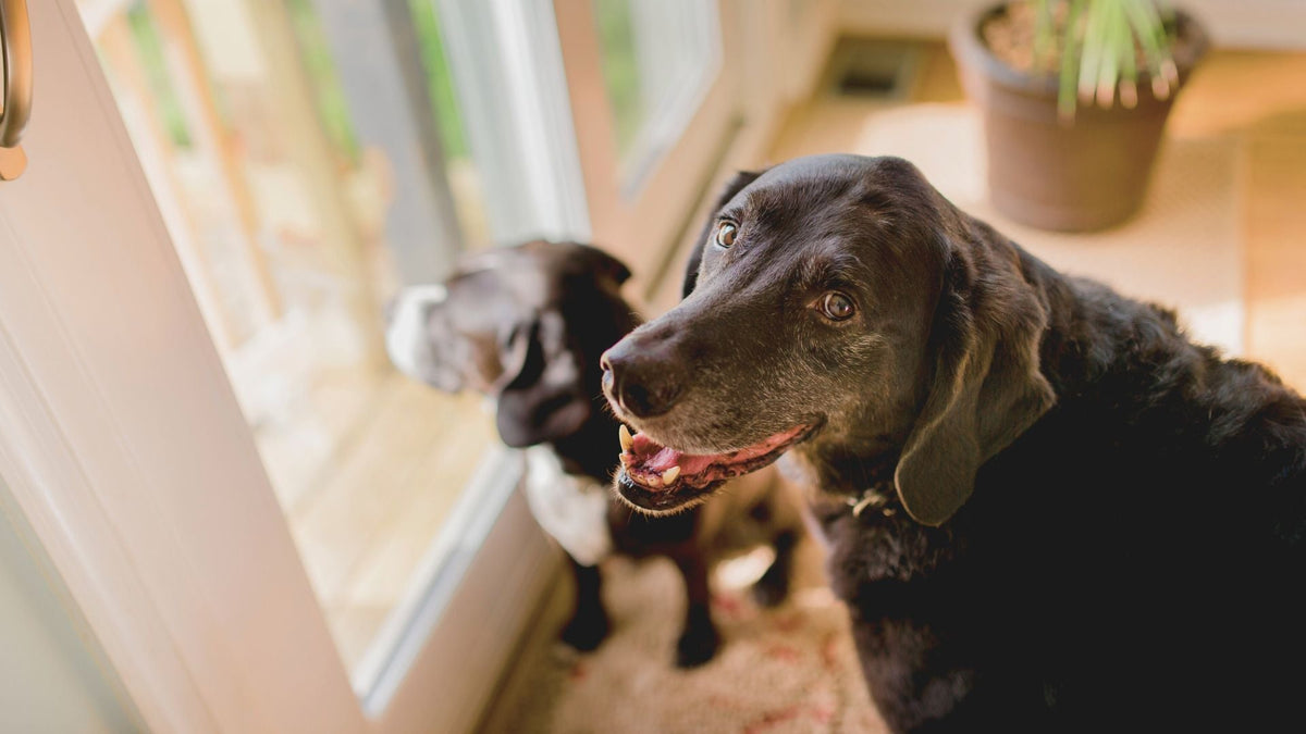 The Senior Dog Mobility Plan: Why Getting Up Gets Harder (And What to Do About It)