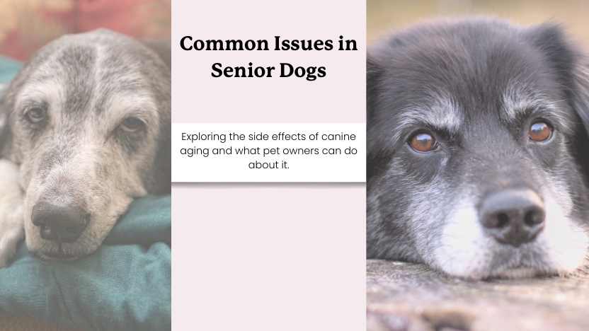 Common Health Issues in Senior Dogs | An Old Dog Guide