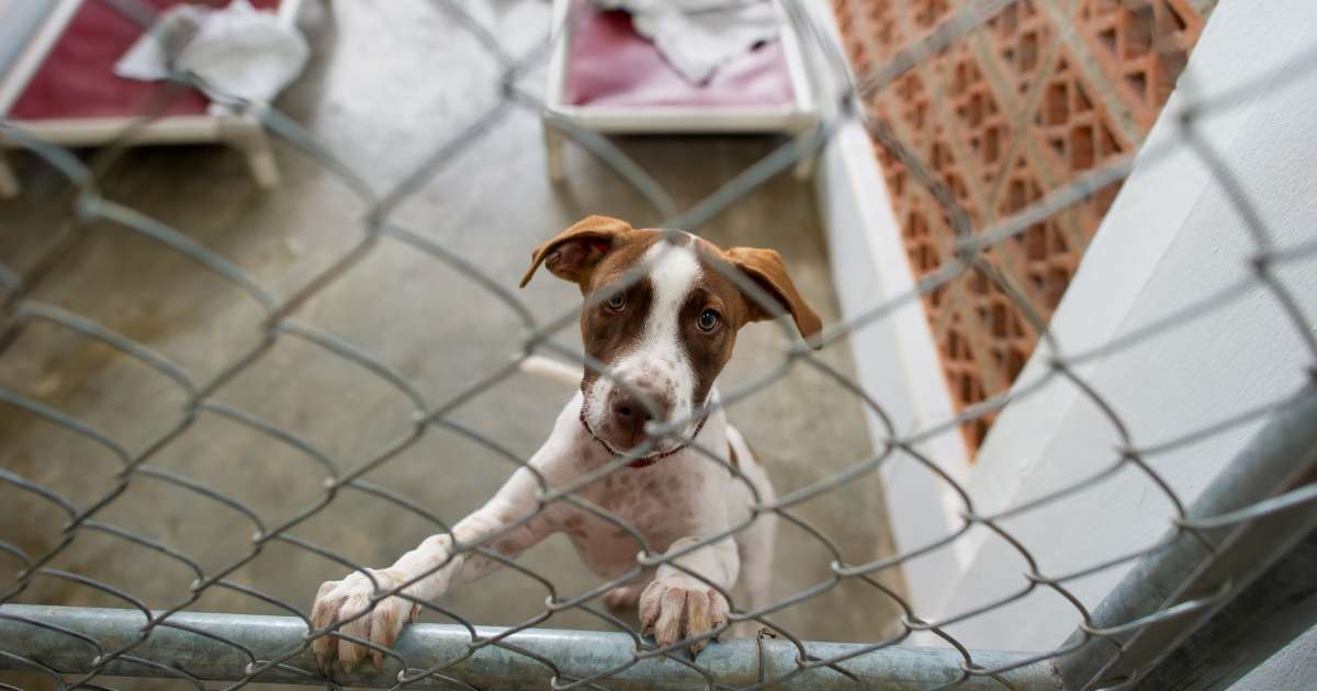 a shelter dog with separation anxiety