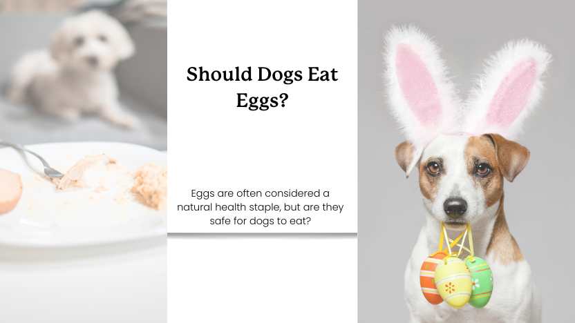 This image shows a dog near a plate with eggs, a dog holding eggs in its mouth, and text that says "should dogs eat eggs?"