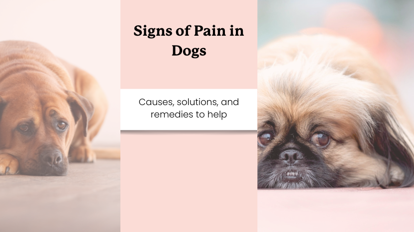 two images of pain in dogs with text that says "signs of pain in dogs"