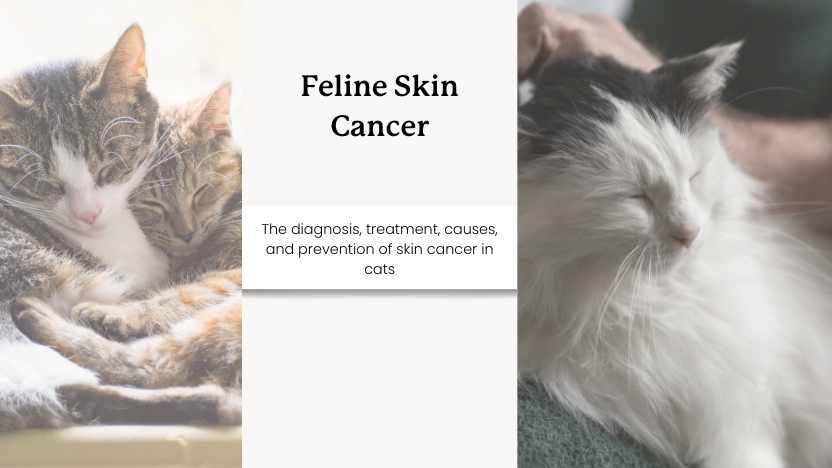 two senior cats, and text that reads "feline skin cancer"