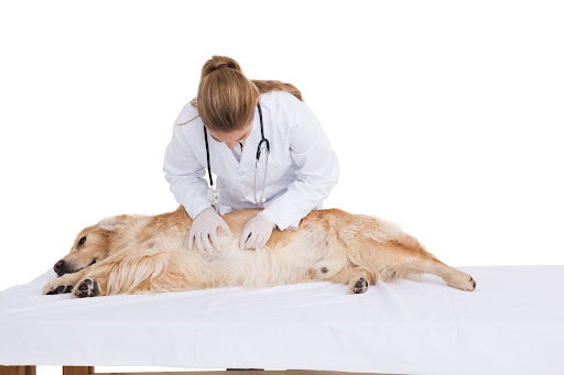 Natural Remedies for Dog Digestive Problems