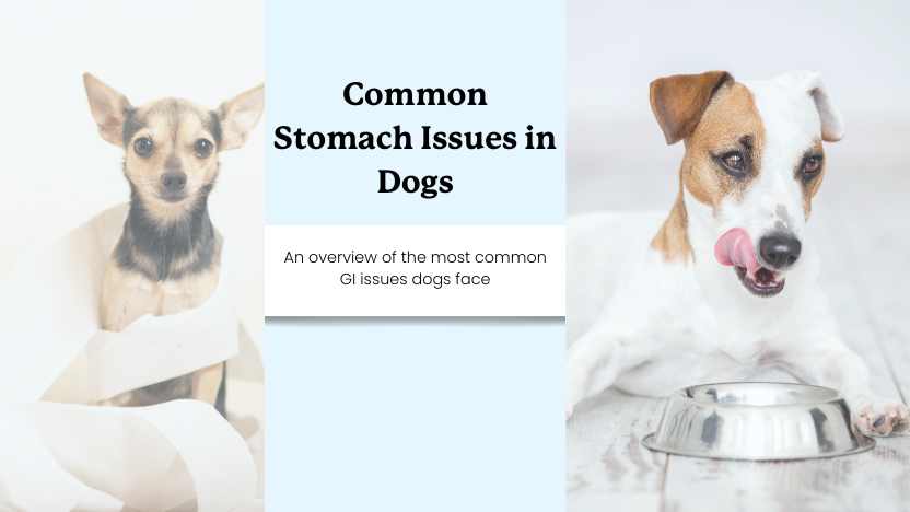 two images of dogs with stomach issues and text that reads "common stomach issues in dogs"