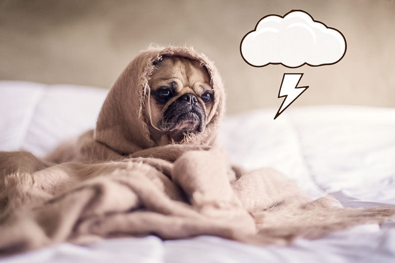 small pug wrapped in a blanket afraid of a thunderstorm