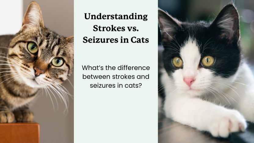 This image shows two cats and text that says "strokes vs seizures in cats"