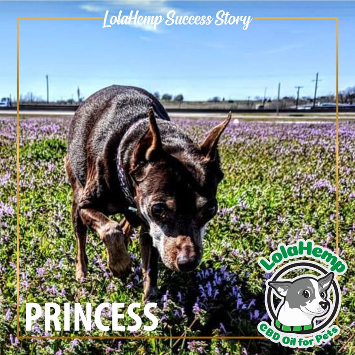 small dog Princess walking in a field with purple flowers