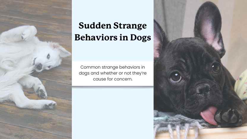 Two pictures of dogs acting strangely with text "sudden strange behaviors in dogs"