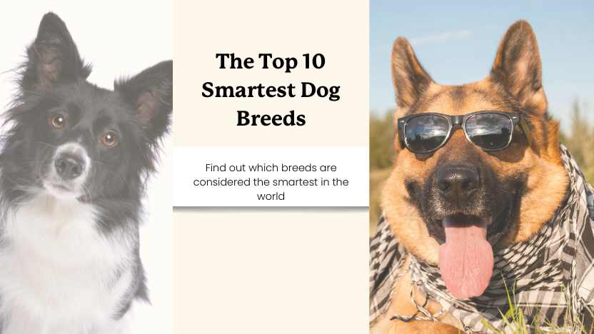 a border collie and german shepherd with the text "the top 10 smartest dog breeds"