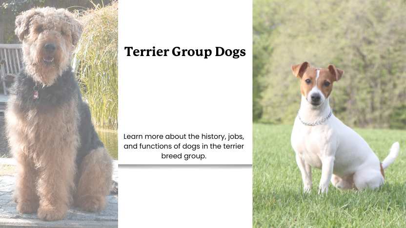 Terriers - Understanding This Breed Group