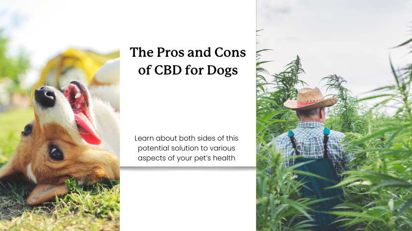 a dog and a hemp farm and text that reads "the pros and cons of CBD for dogs"