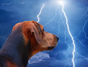 how to build thunder dens for dogs