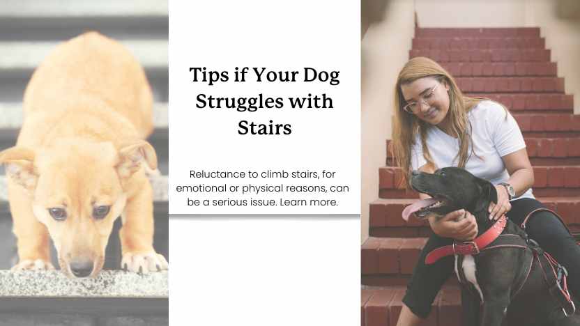 This image shows two dogs reluctant to use stairs and text that says "Tips if your dog struggles with stairs".