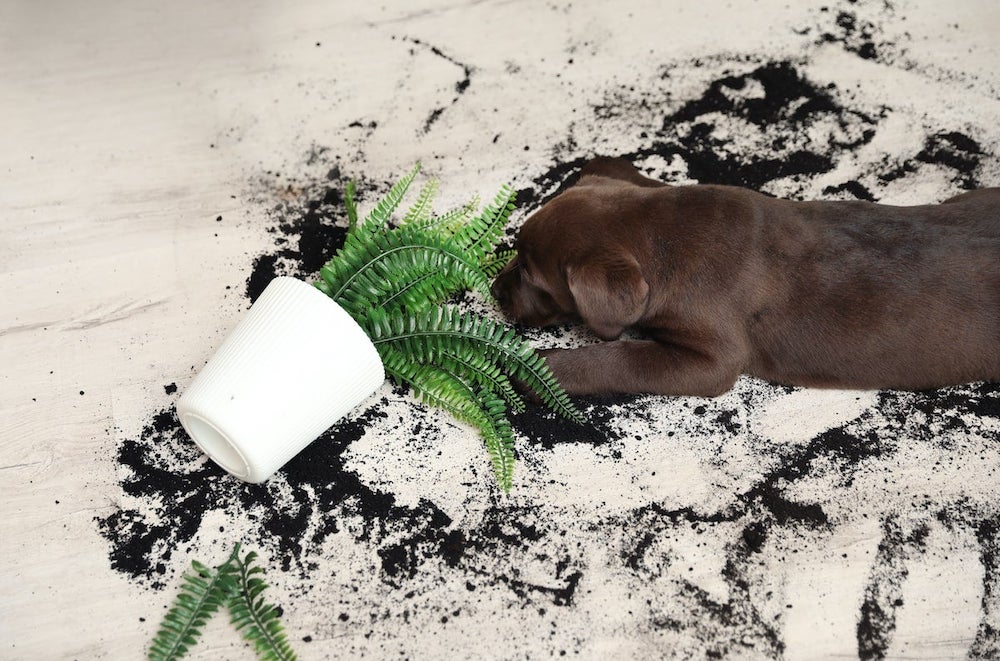 white pot with fern plant knocked over soil is everywhere and small brown puppy is playing in the mess