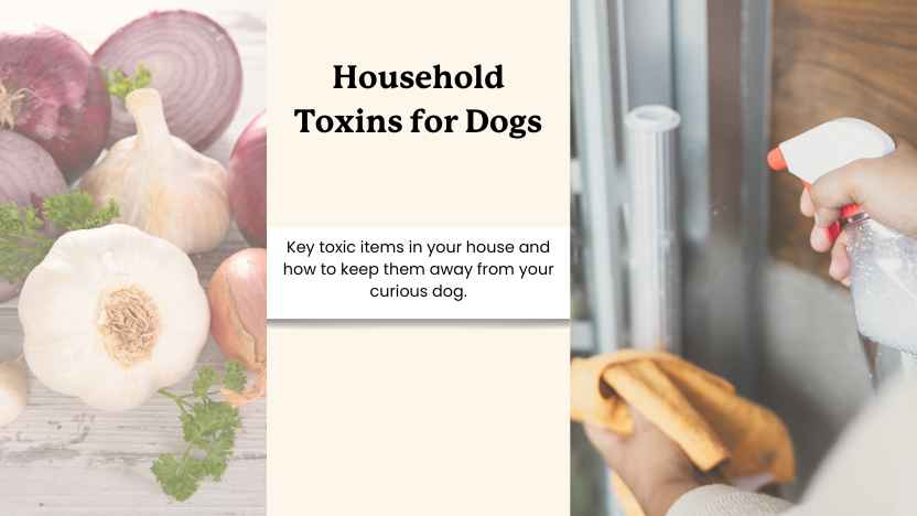 images of spray cleaners and foods that are toxic to dogs with text that says "household toxins for dogs"