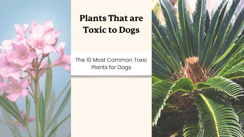 This image shows two toxic plants for dogs and text that says "plants that are toxic to dogs"