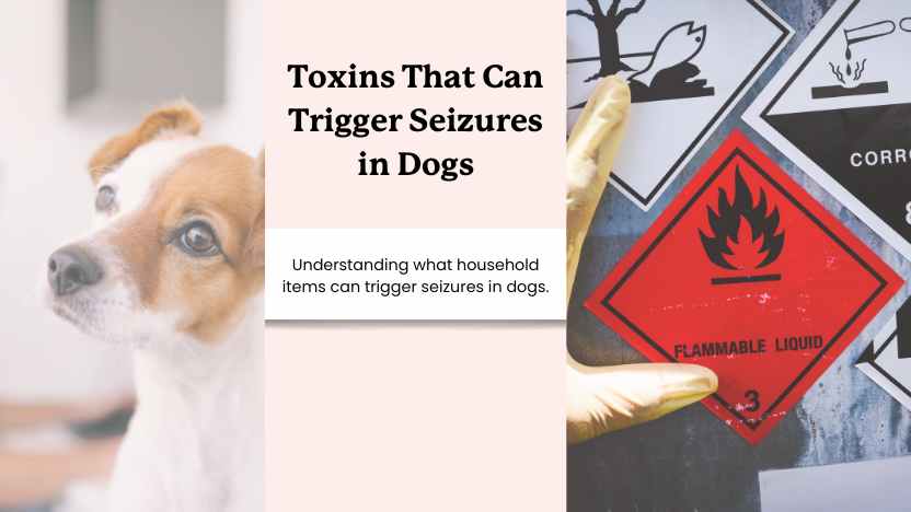 an image of a dog and a hazardous materials sign with text that says "toxins that can trigger seizures in dogs"