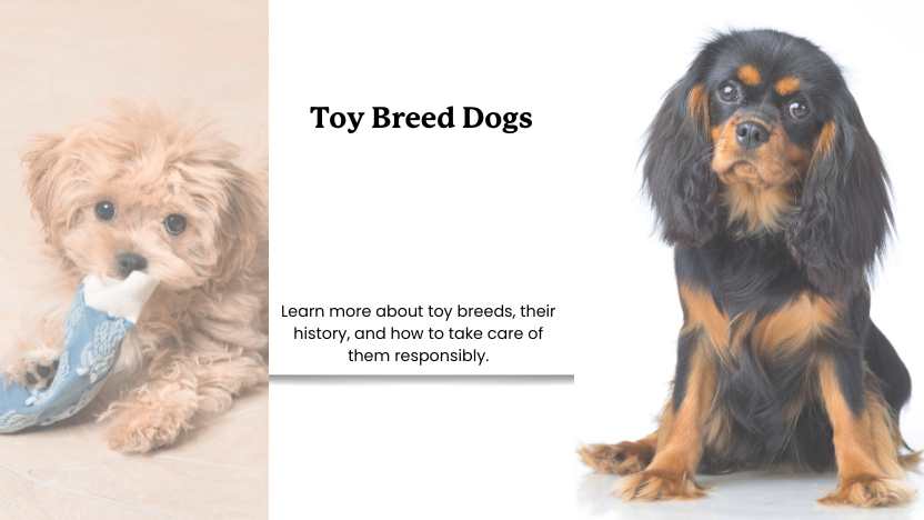 Toy Dog Breeds | Complete Overview