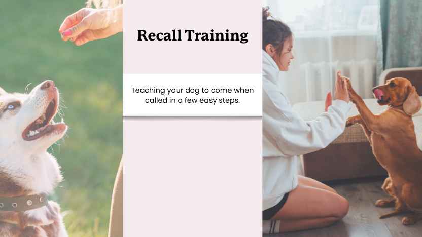 How to Teach a Dog to Come