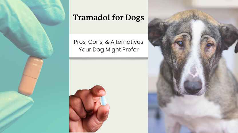 This image shows a gloved hand holding a tramadol pill, text that reads "Tramadol for Dogs and alternatives that you might prefer" and lastly a senior dog looking.