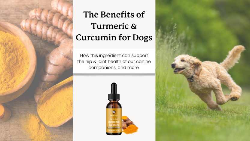 images of curcumin, turmeric, and a running dog with text that says "the benefits of turmeric & curcumin for dogs"